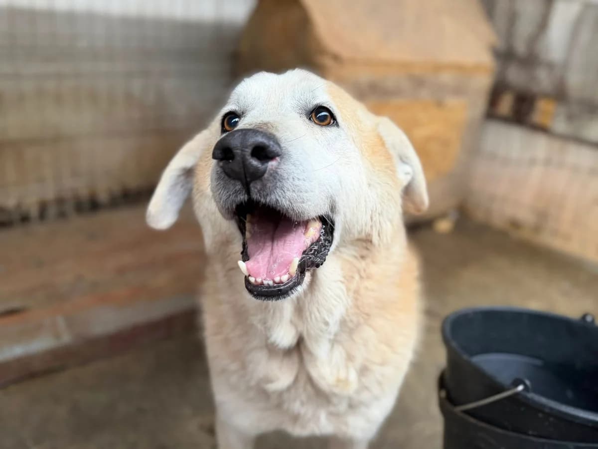 Boomer, weiß male 5yo Mixed Breed for adoption at Ein Herz für Streuner e.V., München