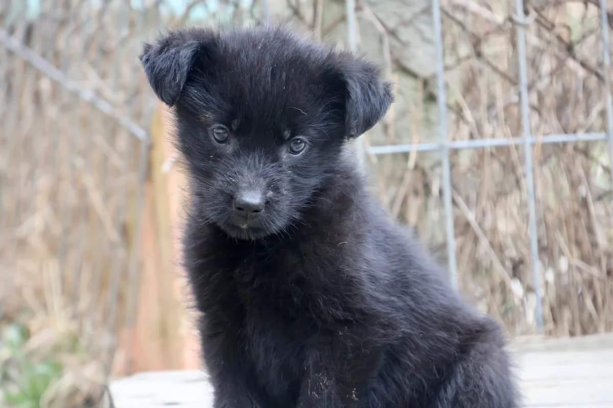 Boomie, female puppy Mixed Breed for adoption at Ein Herz für Streuner e.V., München