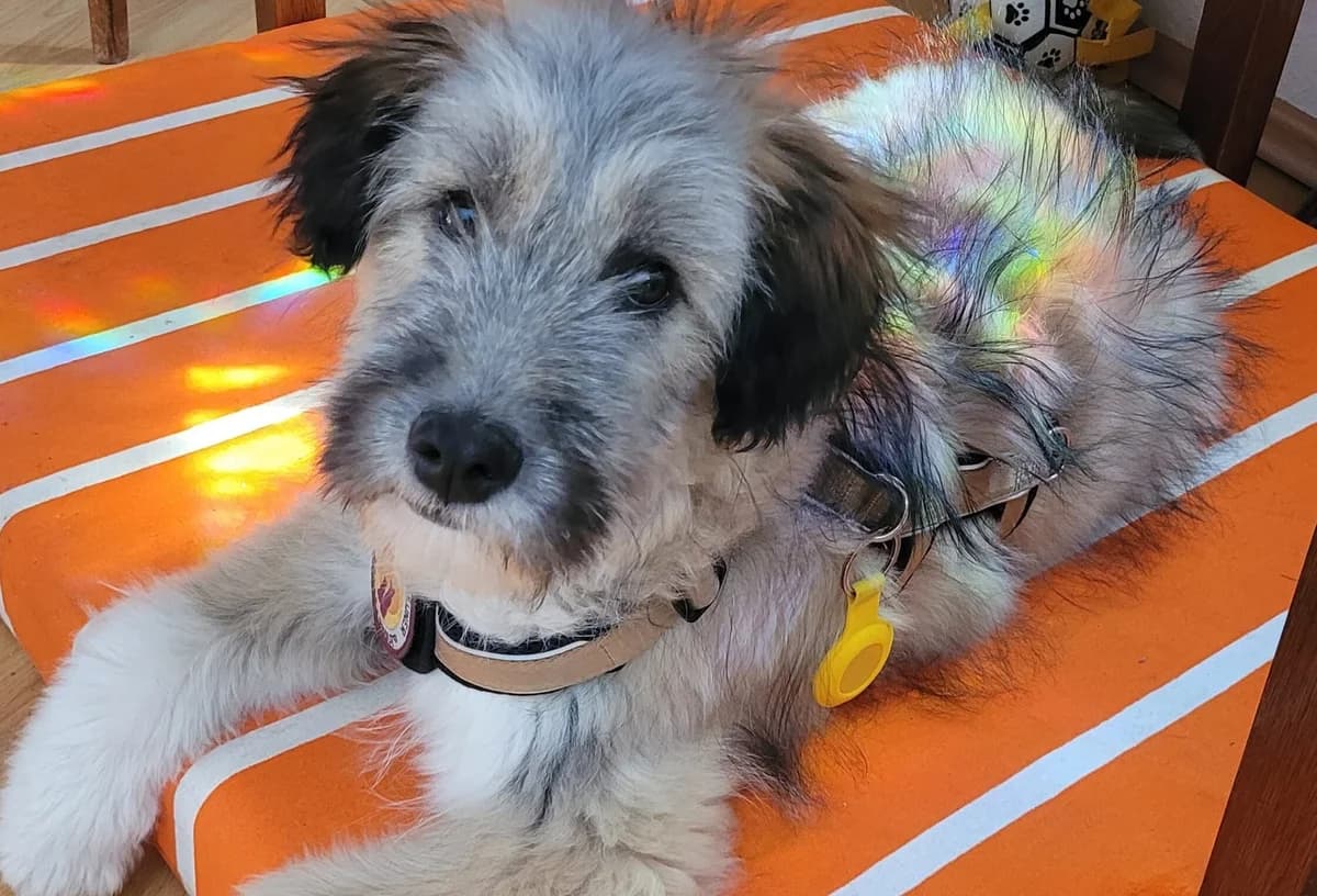 Booster, male puppy Mixed Breed for adoption at Ein Herz für Streuner e.V., München