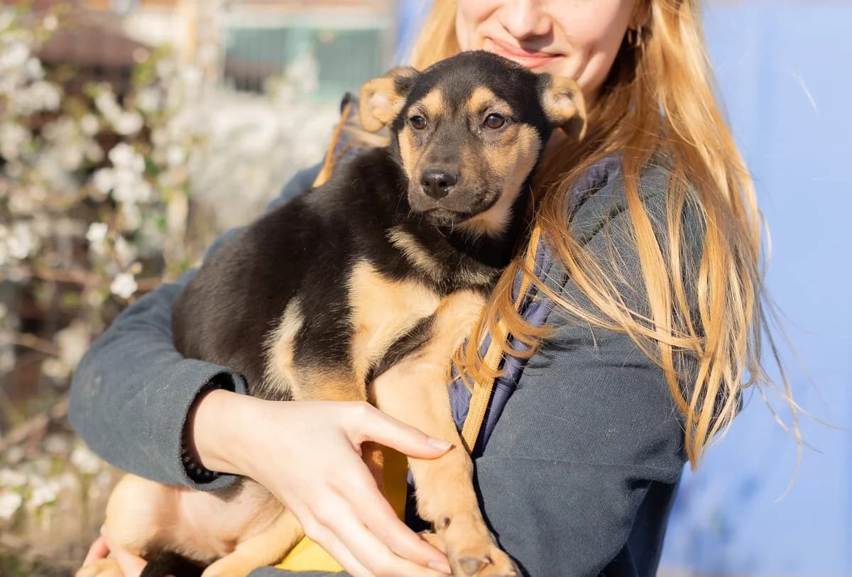 Boots, schwarz female puppy Mixed Breed for adoption at Ein Herz für Streuner e.V., München