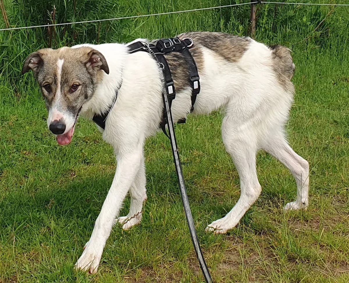 Bora, female young Mixed Breed for adoption at Ein Herz für Streuner e.V., München