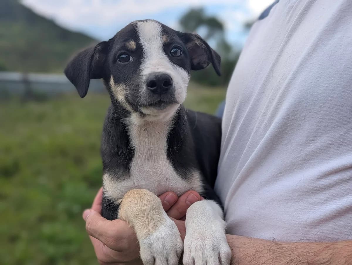 Borin, male puppy Mixed Breed for adoption at Ein Herz für Streuner e.V., München