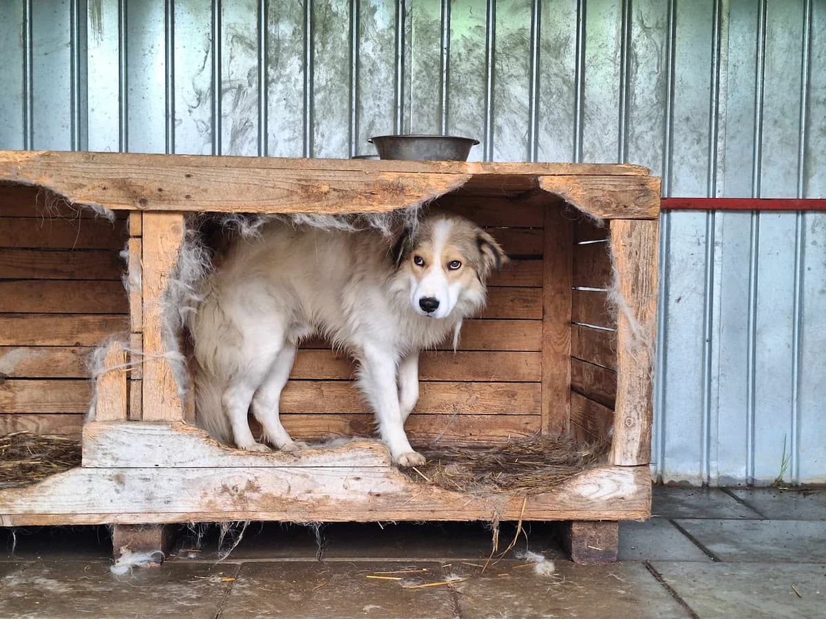 Boris, creme male 5yo Mixed Breed for adoption at Ein Herz für Streuner e.V., München