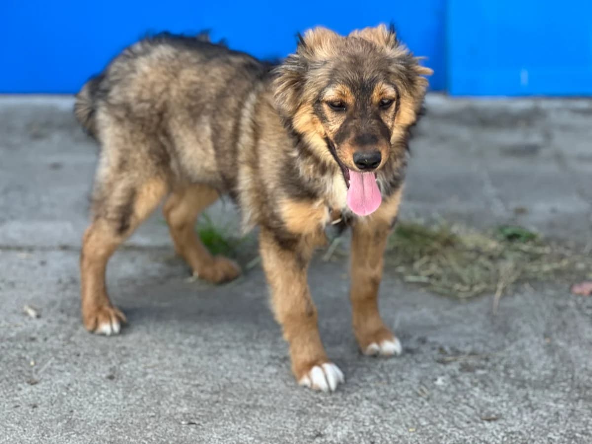 Bosco, schwarz male puppy Mixed Breed for adoption at Ein Herz für Streuner e.V., München