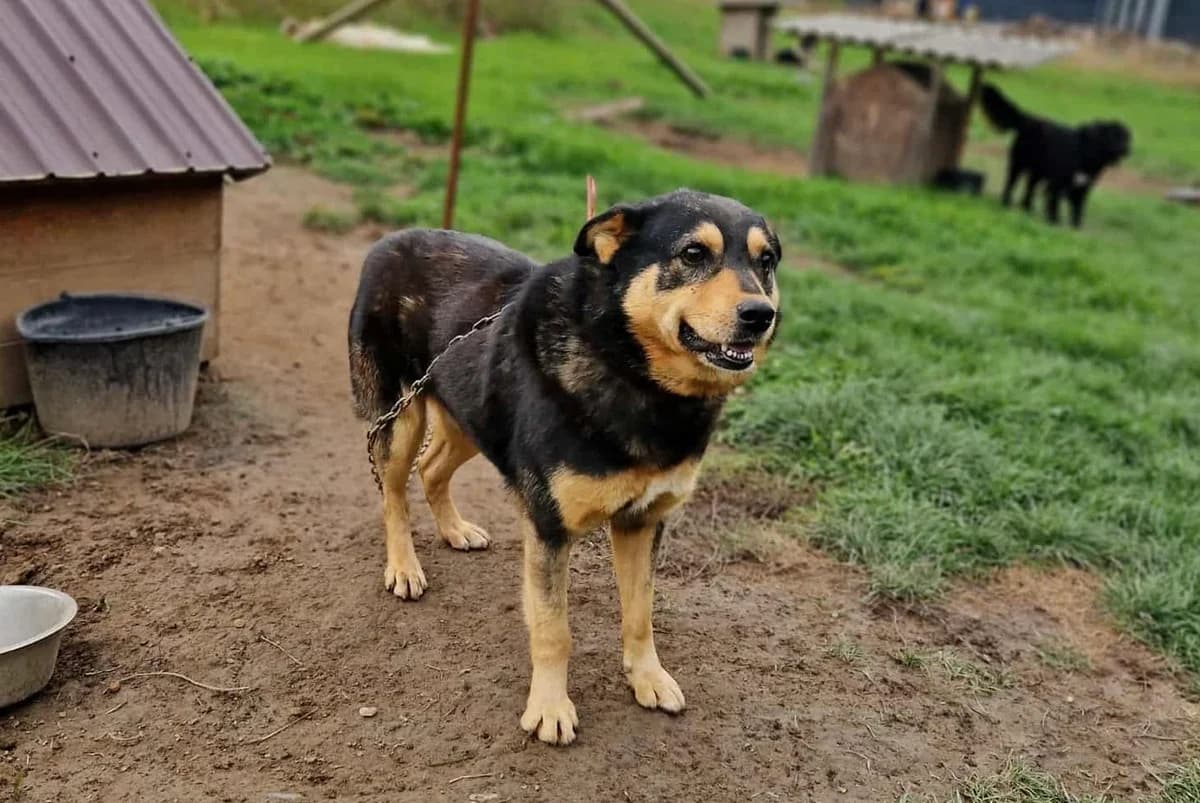 Bosco, male 7yo Mixed Breed for adoption at Ein Herz für Streuner e.V., München