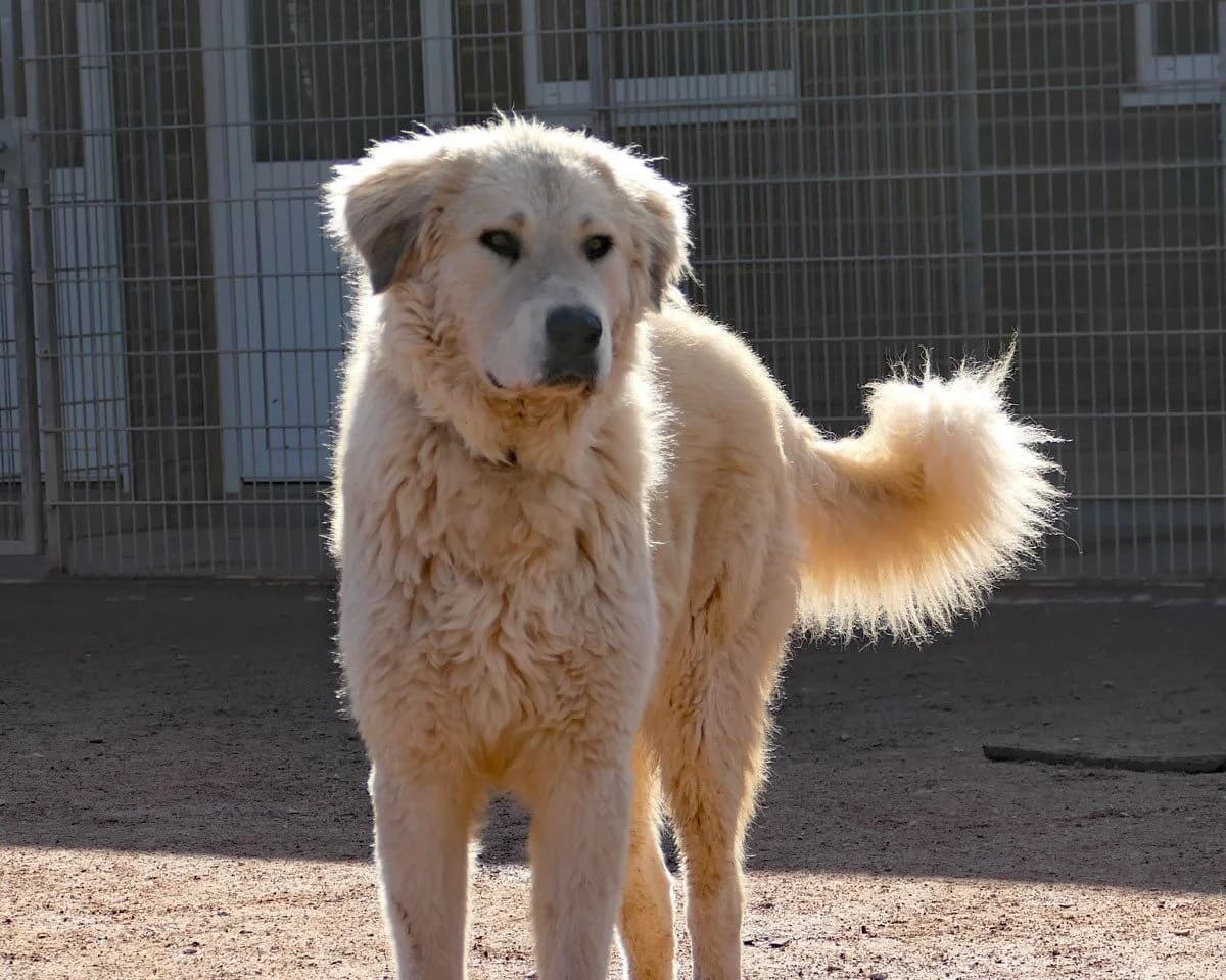 BOSS, jetzt Chiumbo, male 5yo Mixed Breed for adoption at Ein Herz für Streuner e.V., München