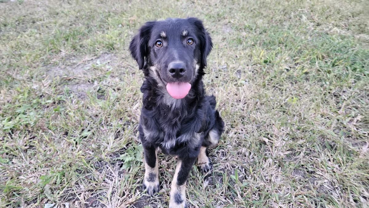 Bosse, male puppy Mixed Breed for adoption at Ein Herz für Streuner e.V., München