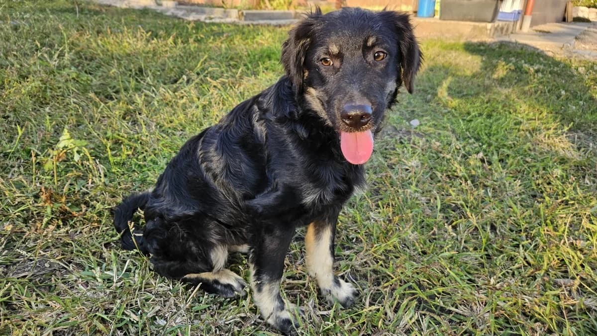 Bosse, male puppy Mixed Breed for adoption at Ein Herz für Streuner e.V., München