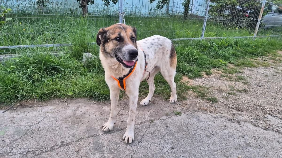 Bosse, tricolor male 5yo Mixed Breed for adoption at Ein Herz für Streuner e.V., München