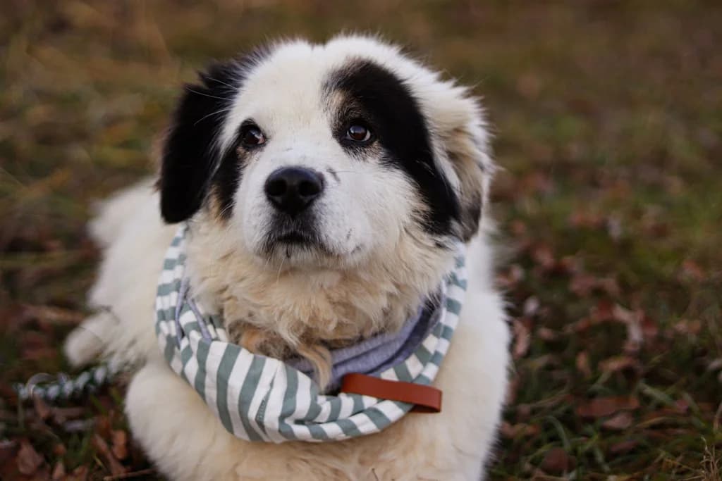 Boston, male 5yo Mixed Breed for adoption at Ein Herz für Streuner e.V., München