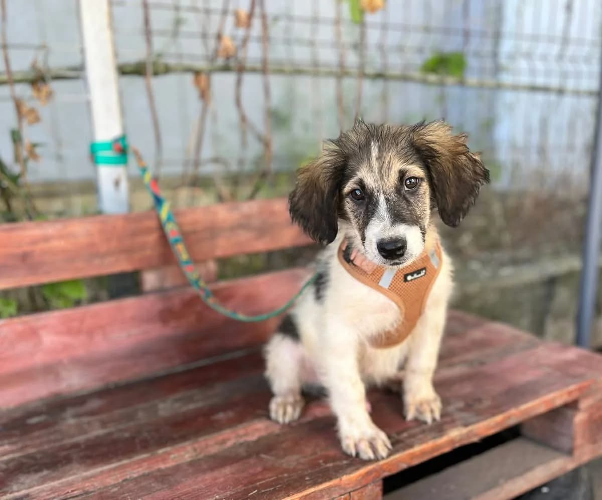 Bounty, male puppy Mixed Breed for adoption at Ein Herz für Streuner e.V., München
