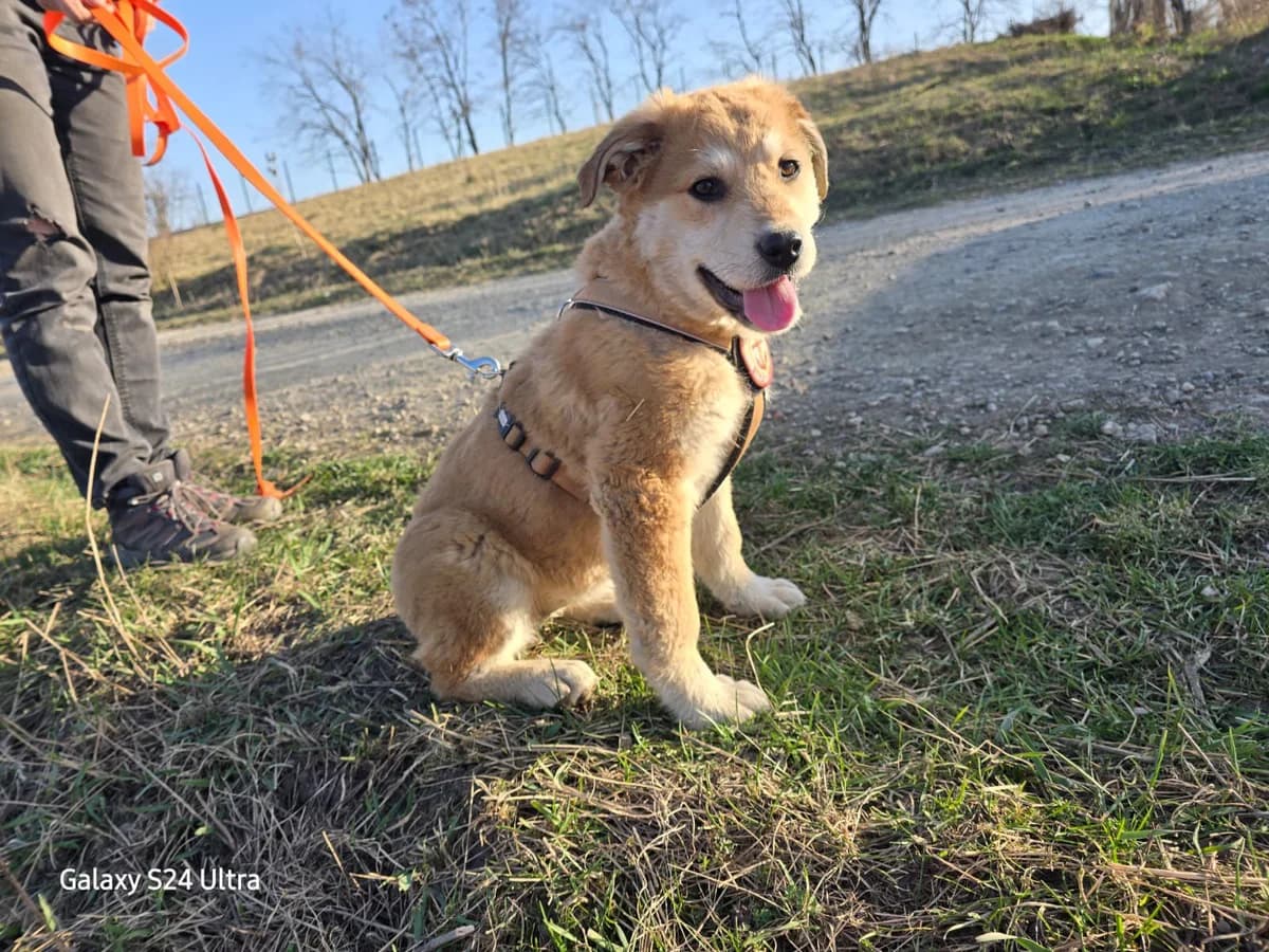 Bow, female puppy Mixed Breed for adoption at Ein Herz für Streuner e.V., München