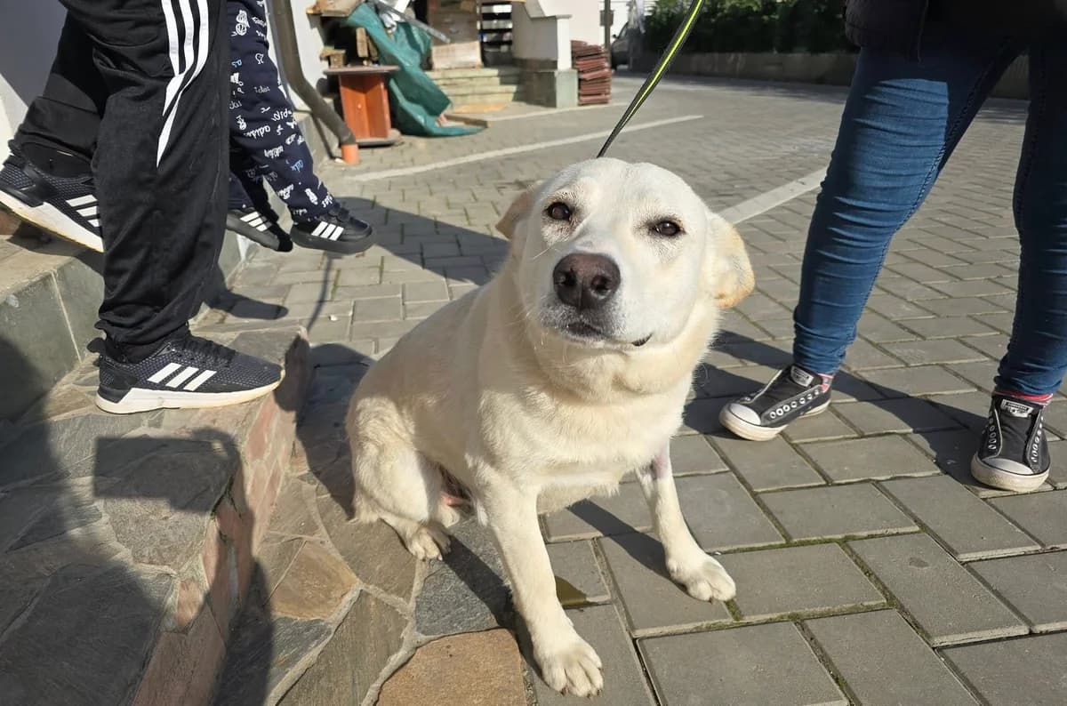 Bowie, male 5yo Mixed Breed for adoption at Ein Herz für Streuner e.V., München