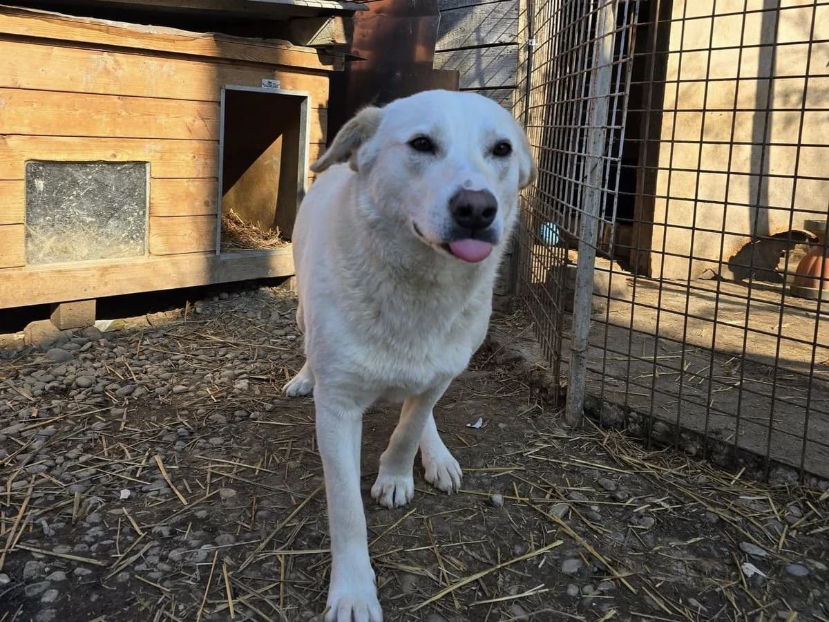 Bowie, male 5yo Mixed Breed for adoption at Ein Herz für Streuner e.V., München