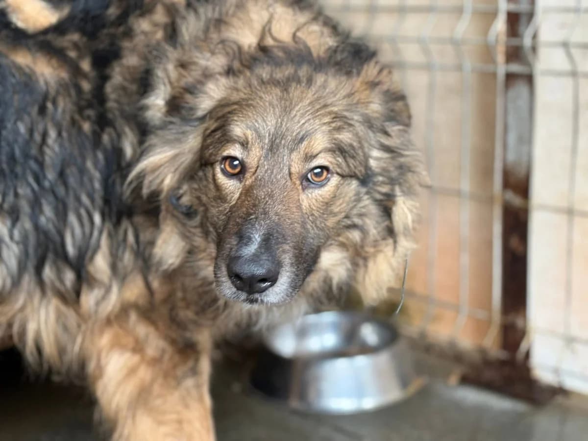 Bowie, male young Mixed Breed for adoption at Ein Herz für Streuner e.V., München