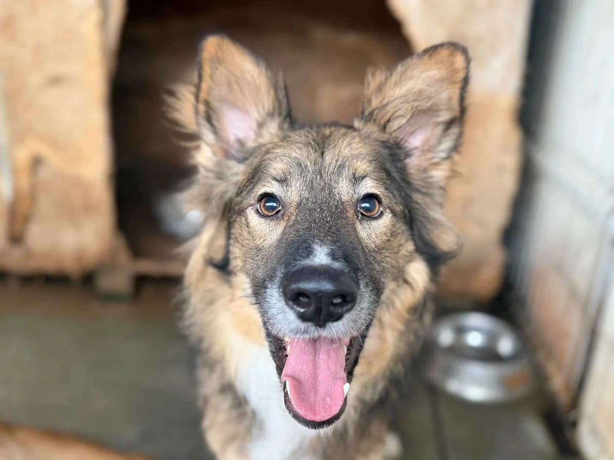 Bowie, male 5yo Mixed Breed for adoption at Ein Herz für Streuner e.V., München