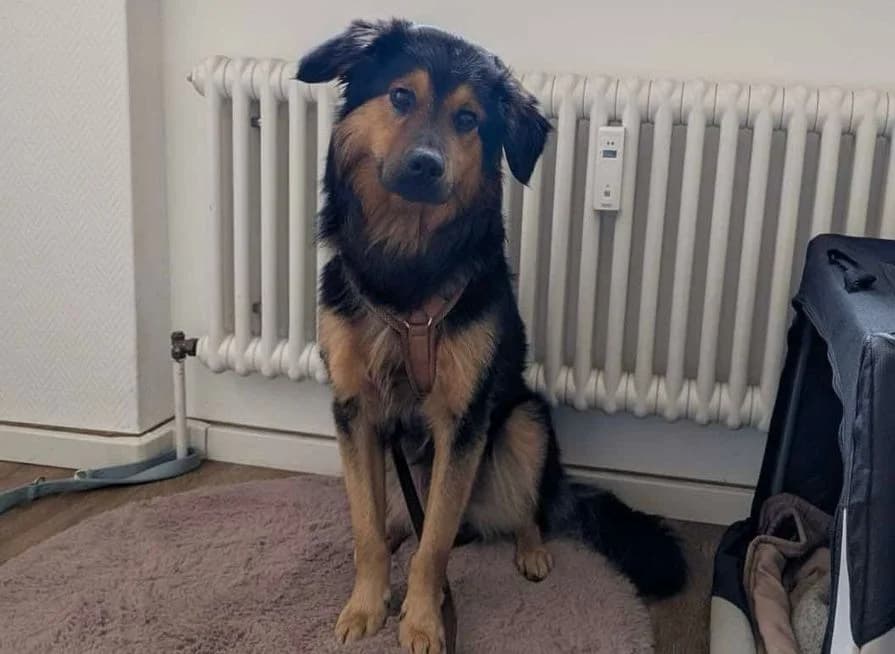 Bowie, male 5yo Mixed Breed for adoption at Ein Herz für Streuner e.V., München