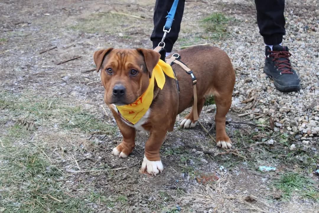 Boy, male young Mixed Breed for adoption at Ein Herz für Streuner e.V., München