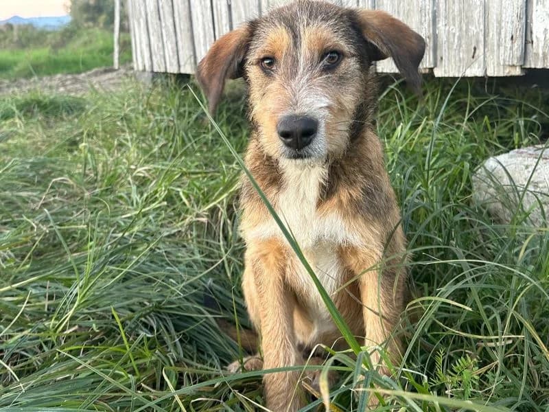 Brady, weiß male puppy Mixed Breed for adoption at Ein Herz für Streuner e.V., München