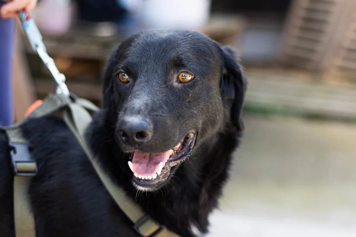 Bran, male 5yo Mixed Breed for adoption at Ein Herz für Streuner e.V., München