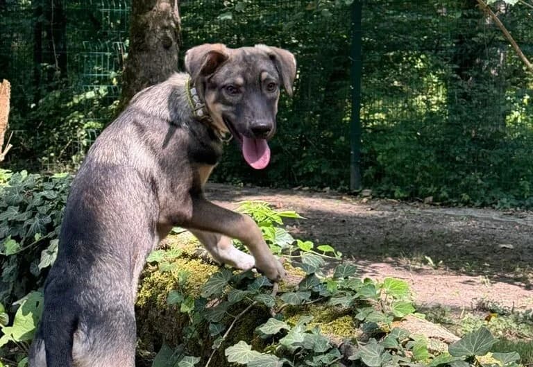 Bran, braun male puppy Mixed Breed for adoption at Ein Herz für Streuner e.V., München