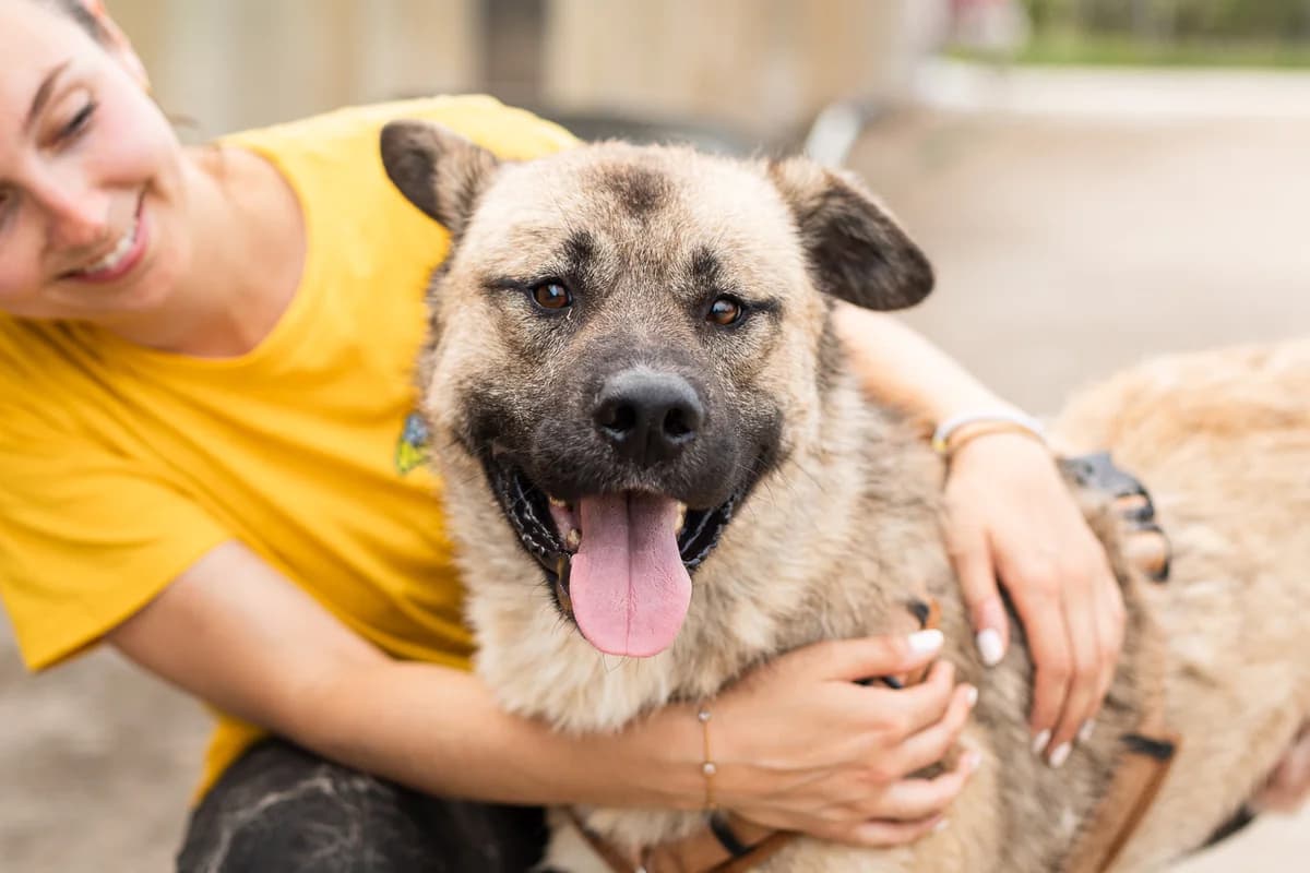 Brandy, male 5yo Mixed Breed for adoption at Ein Herz für Streuner e.V., München
