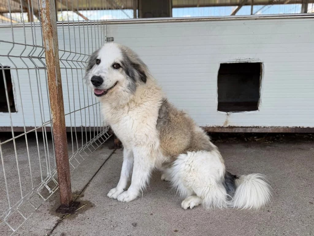 Brandy, creme female 3yo Mixed Breed for adoption at Ein Herz für Streuner e.V., München