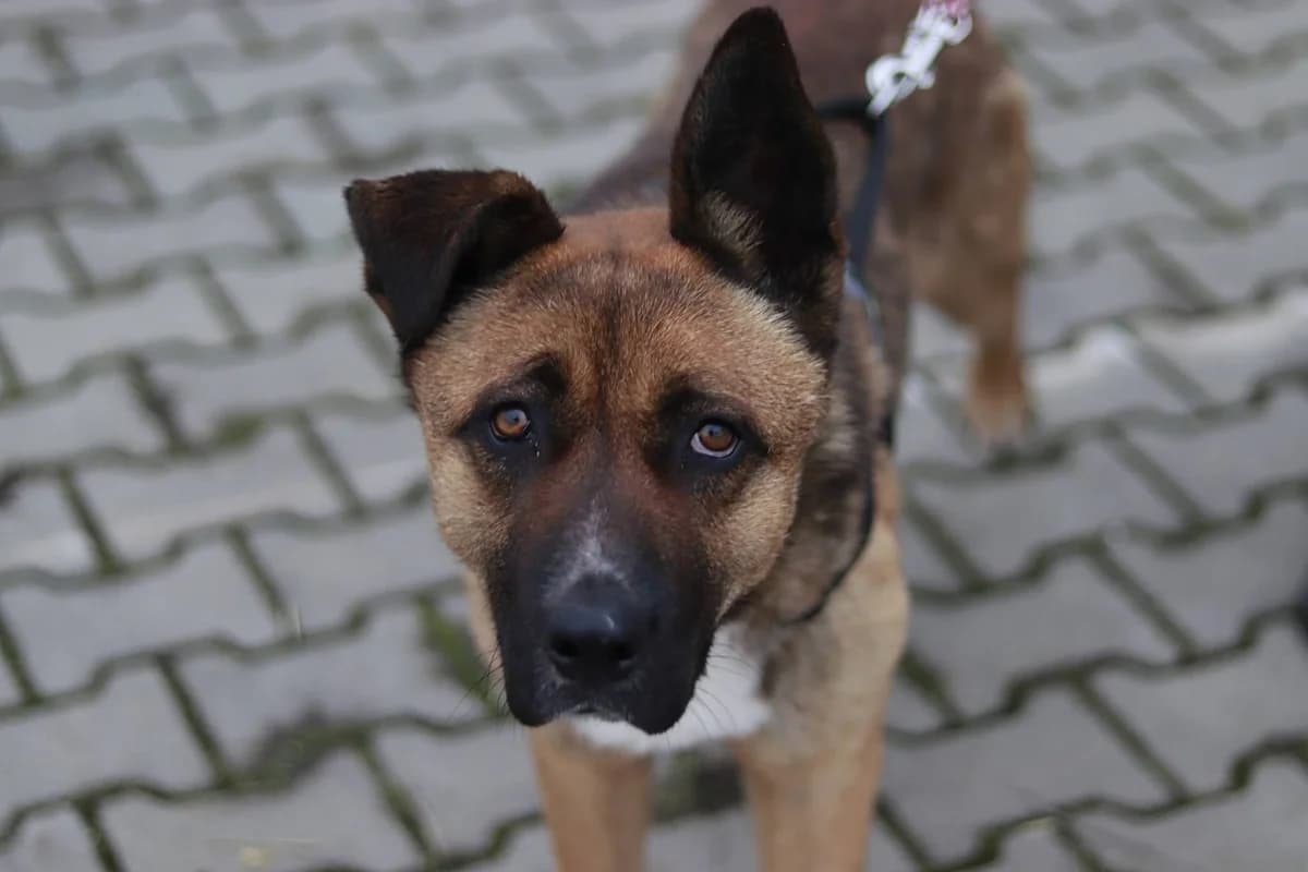 Branko, schwarz male young Mixed Breed for adoption at Ein Herz für Streuner e.V., München