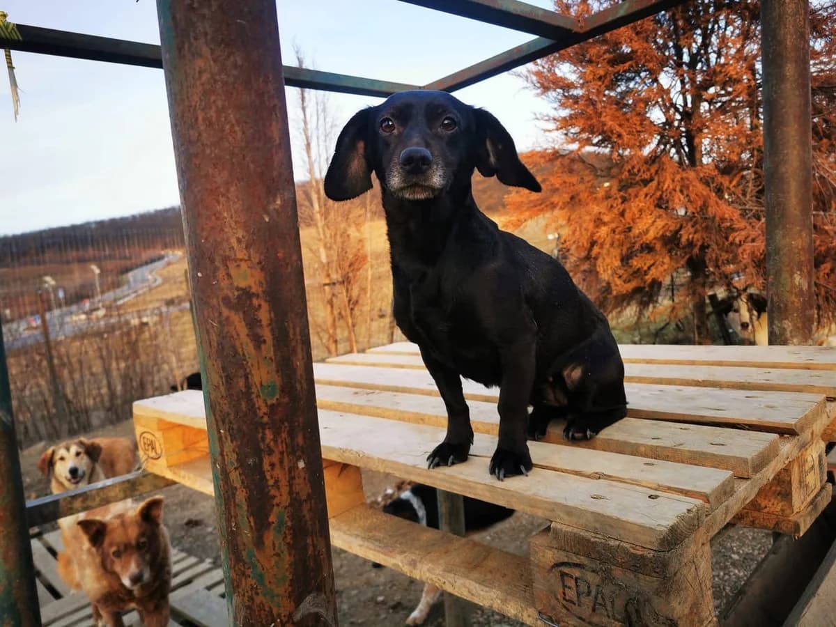 Brenda, female 3yo Mixed Breed for adoption at Ein Herz für Streuner e.V., München