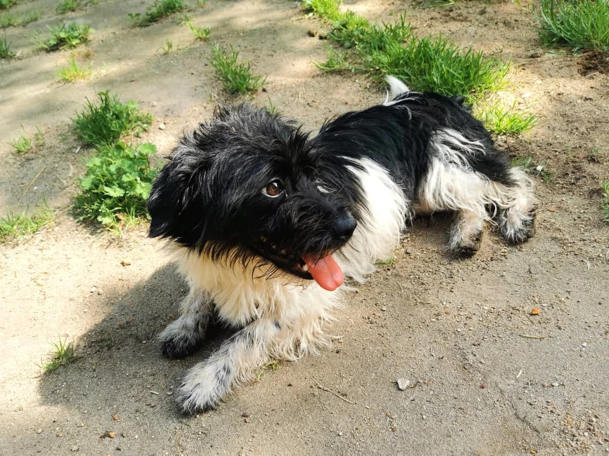 Brenda, puppy Mixed Breed for adoption at Ein Herz für Streuner e.V., München