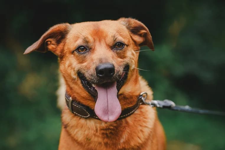 Brezel, male 4yo Mixed Breed for adoption at Ein Herz für Streuner e.V., München