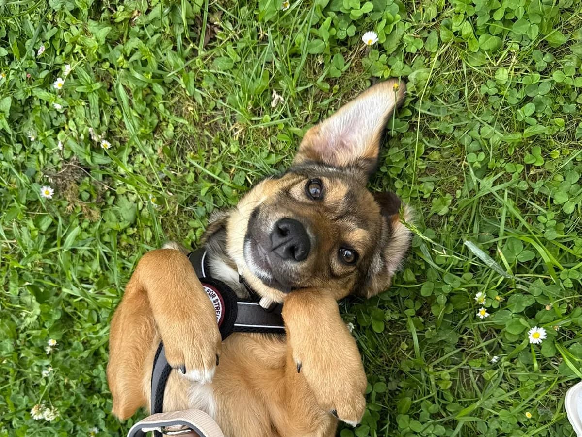 Brezel, female puppy Mixed Breed for adoption at Ein Herz für Streuner e.V., München