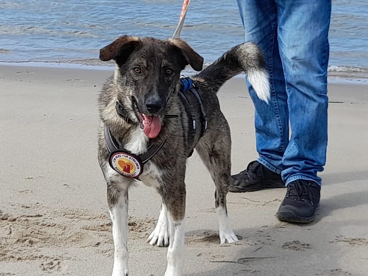 Bria, female 5yo Mixed Breed for adoption at Ein Herz für Streuner e.V., München