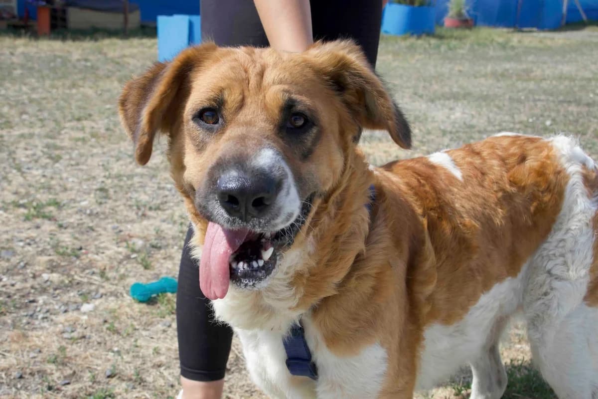 Bria, braun female 5yo Mixed Breed for adoption at Ein Herz für Streuner e.V., München