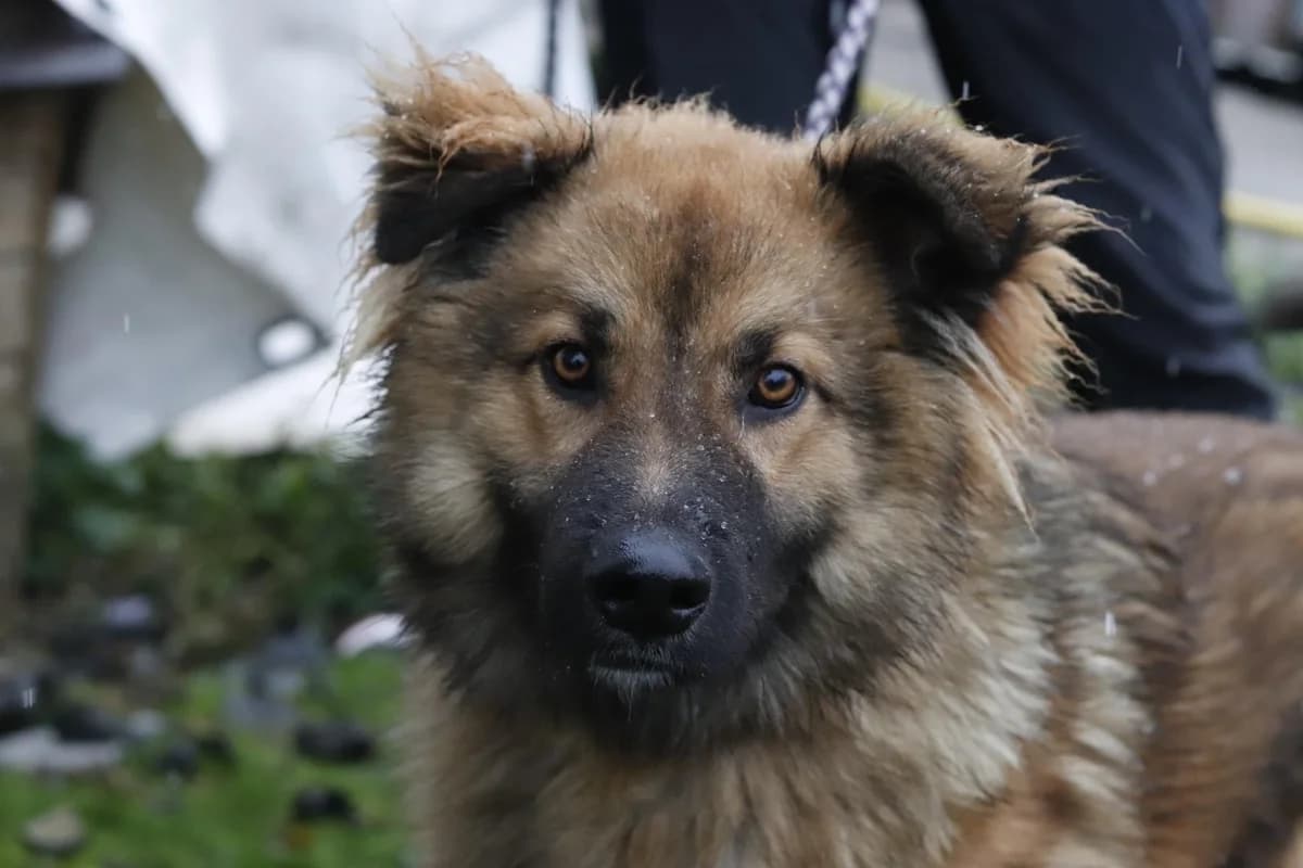 Brian, male young Mixed Breed for adoption at Ein Herz für Streuner e.V., München