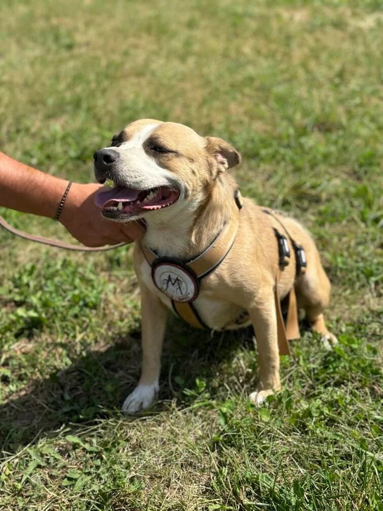 Briana, female 3yo Mixed Breed for adoption at Ein Herz für Streuner e.V., München
