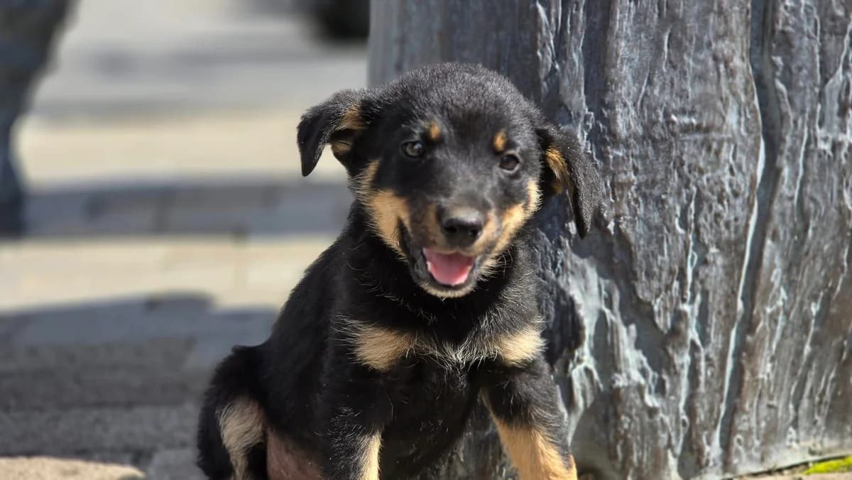 Bridgerton, schwarz male puppy Mixed Breed for adoption at Ein Herz für Streuner e.V., München