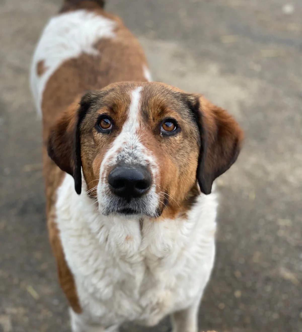 Brienne, female 4yo Mixed Breed for adoption at Ein Herz für Streuner e.V., München