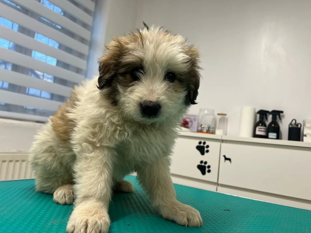 Brighton, male puppy Mixed Breed for adoption at Ein Herz für Streuner e.V., München