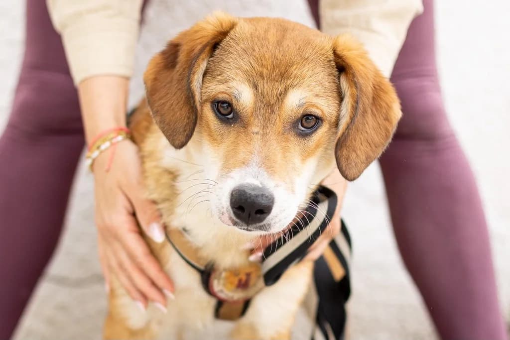Brigid, weiß female puppy Mixed Breed for adoption at Ein Herz für Streuner e.V., München