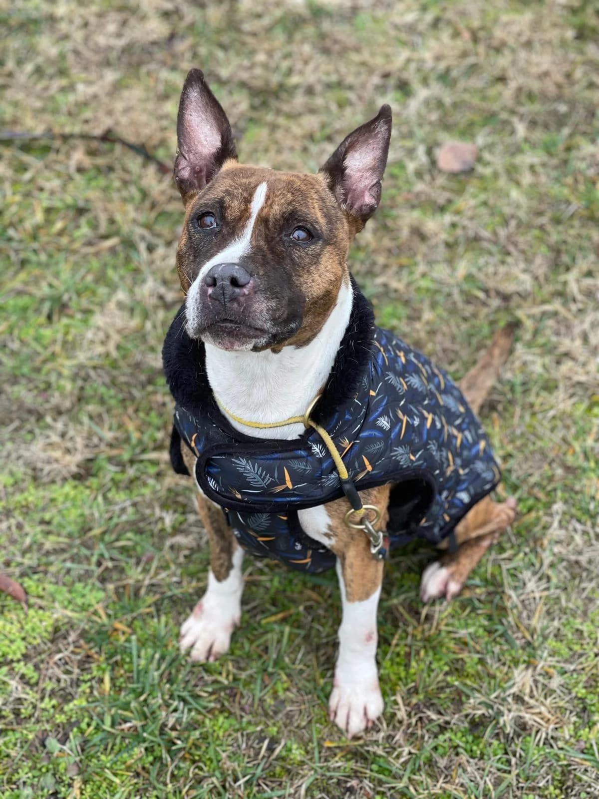Brindilla, weiß female 5yo Mixed Breed for adoption at Ein Herz für Streuner e.V., München