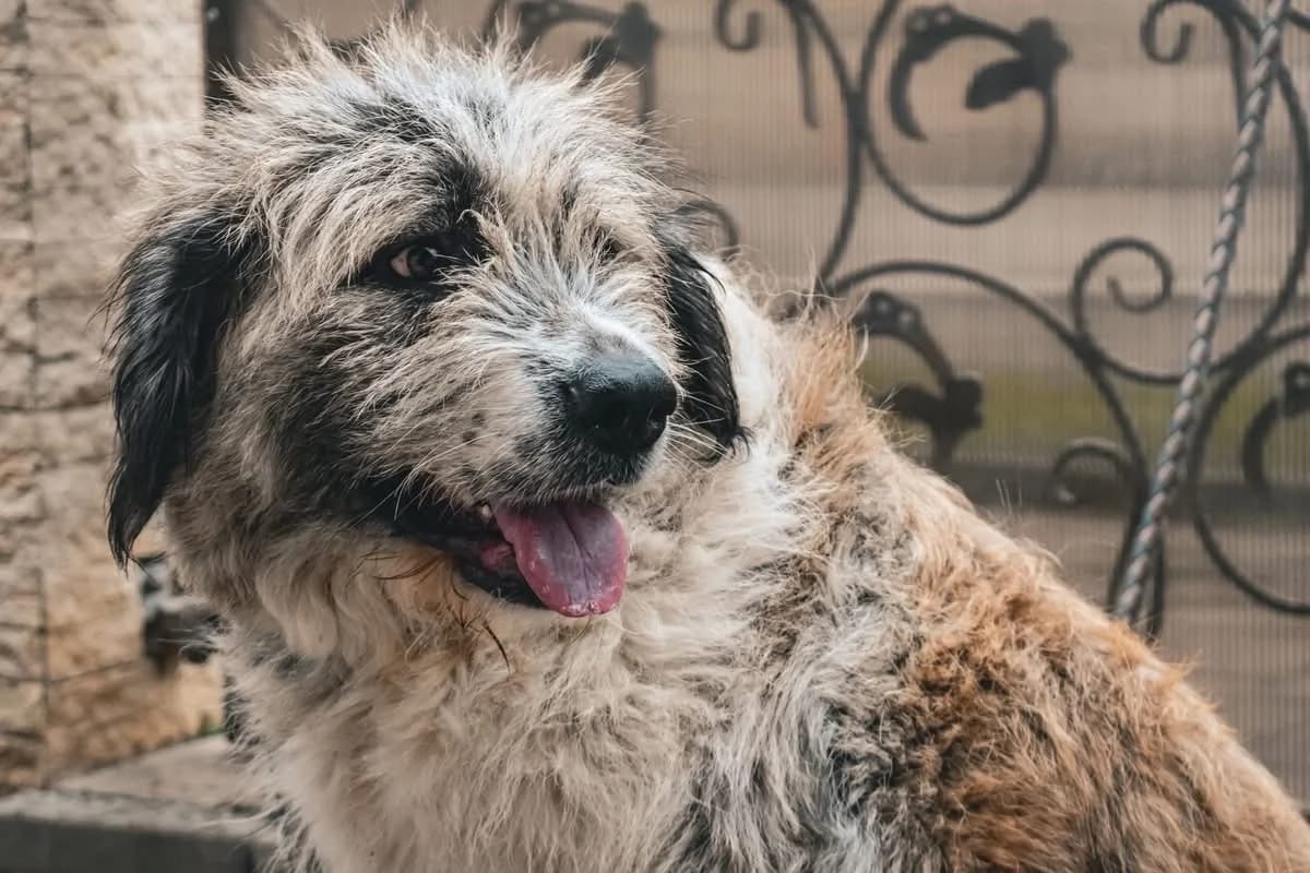 Brioche, hellbraun female 3yo Mixed Breed for adoption at Ein Herz für Streuner e.V., München