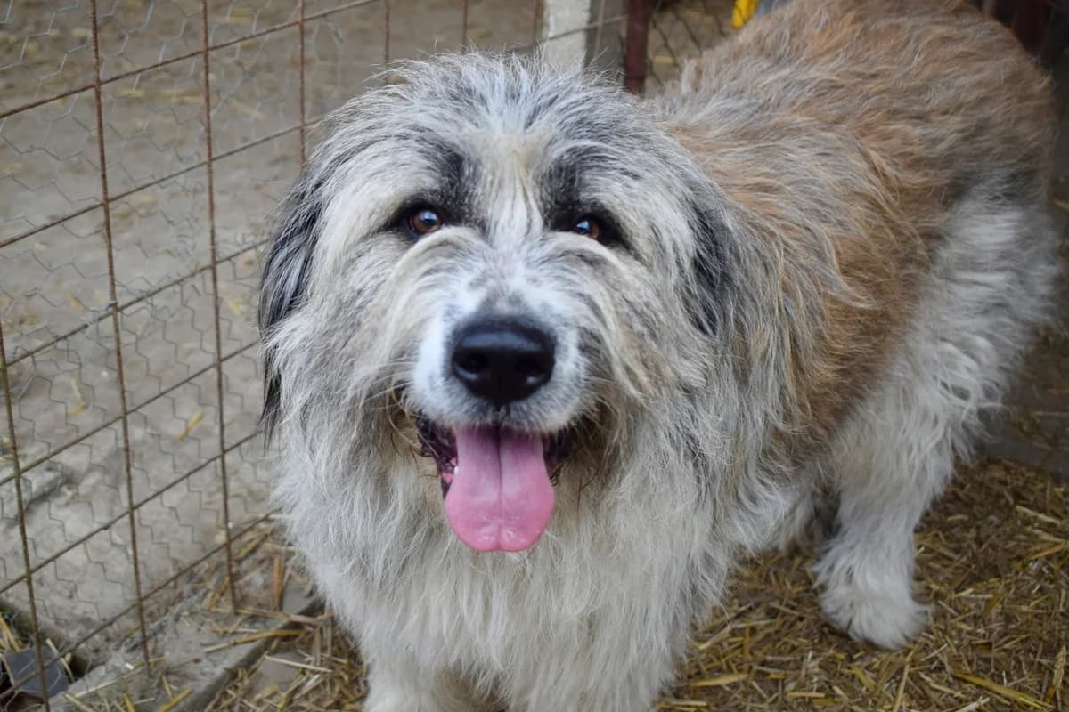 Brioche, grau female 4yo Mixed Breed for adoption at Ein Herz für Streuner e.V., München