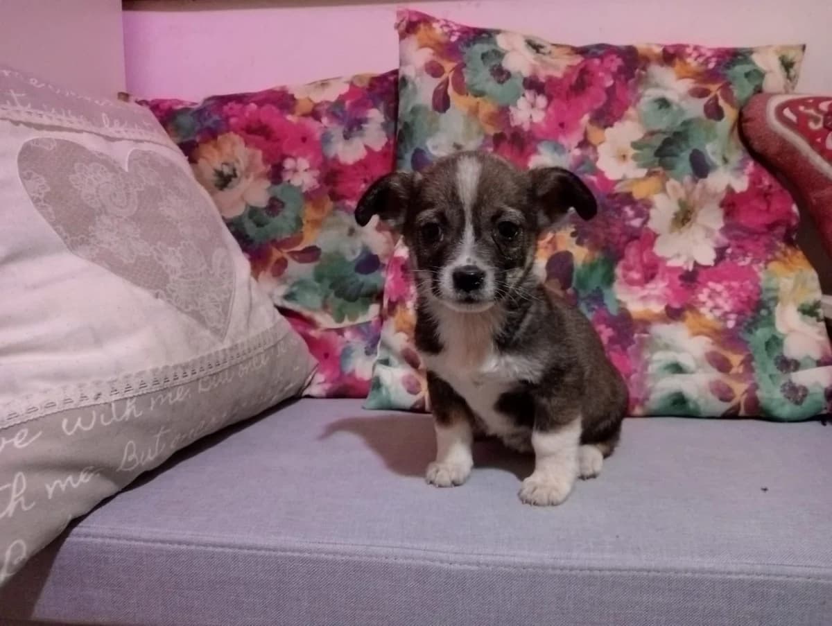 Britta, female puppy Mixed Breed for adoption at Ein Herz für Streuner e.V., München