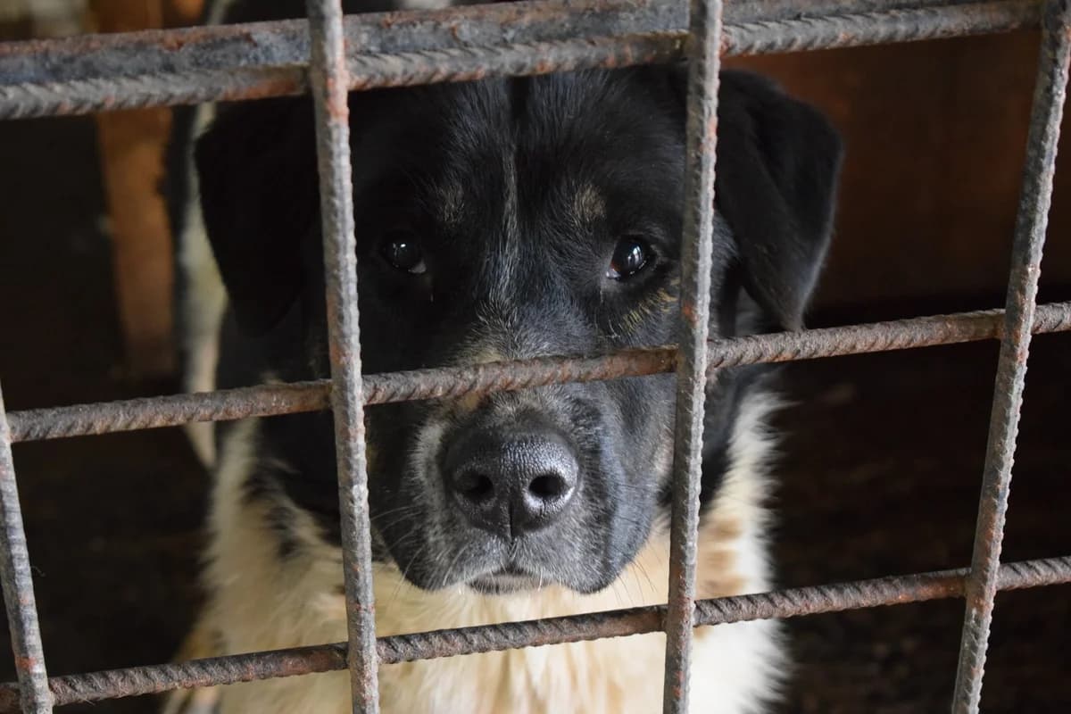 Bronco, male 5yo Mixed Breed for adoption at Ein Herz für Streuner e.V., München
