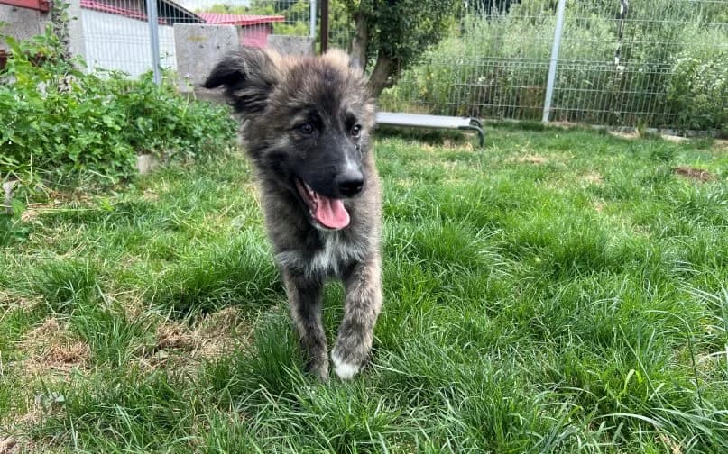 Bronko, braun male puppy Mixed Breed for adoption at Ein Herz für Streuner e.V., München