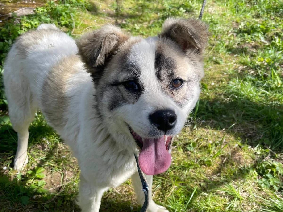 Brooke, female young Mixed Breed for adoption at Ein Herz für Streuner e.V., München