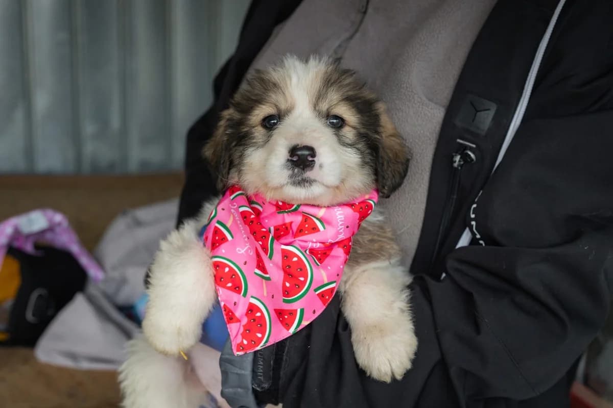 Brookie, beige female puppy Mixed Breed for adoption at Ein Herz für Streuner e.V., München