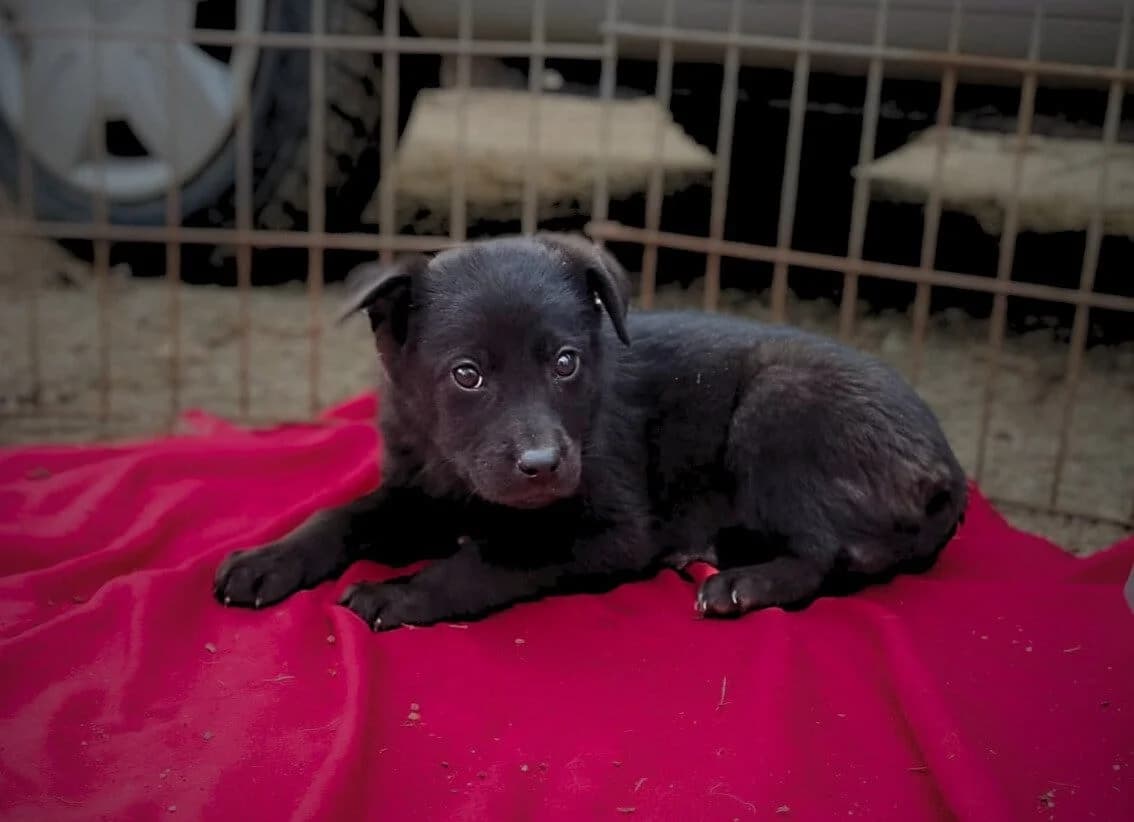 Brownie, female puppy Mixed Breed for adoption at Ein Herz für Streuner e.V., München