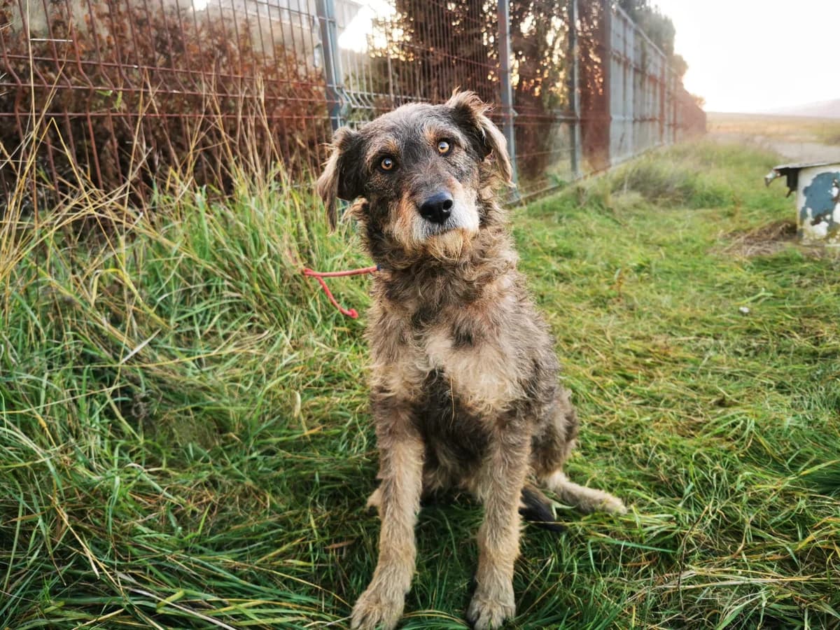 Brownie, female 5yo Mixed Breed for adoption at Ein Herz für Streuner e.V., München